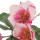 Christrosen künstlich rosa 2 Blüten, 1 Knospe mit Blätter, L 65 cm, Blumen haltbar für Grasbschmuck und Winterdekorationen VE 1 Stück