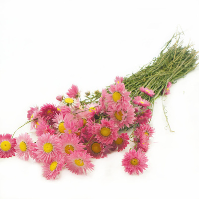 Trockenblumen | Acroclinium natur rosa, Blüten mit Stiel, VE 1 Bund