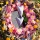 Trockenblumen | Acroclinium natur rosa, Blüten mit Stiel, VE 1 Bund