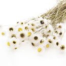 Trockenblumen | Acroclinium natur wei&szlig;, Bl&uuml;ten mit Stiel, VE 1 Bund