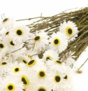 Trockenblumen | Acroclinium natur weiß, Blüten...