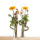 Trockenblumen | Acroclinium natur weiß, Blüten mit Stiel, VE 1 Bund