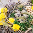 Strohblumenköpfe Trockenblumen Helichrysum natur...