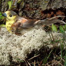 Schöne Deko Vögel für den Frühling. VE 2 Stück, Goldammer handbemalt mit Federn Gr. ca. 9x5 cm