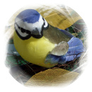 Schöne Deko Vögel für den Frühling. VE 2 Stück, Blaumeise handbemalt mit Federn Gr. ca. 9x5 cm