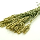 Weizen &Auml;hren getrocknet zum Basteln und Dekorieren natur gr&uuml;n, 1 gro&szlig;er Bund
