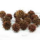 Zapfen Amperbaum, natur 50g, ca. 14 - 16 Stück