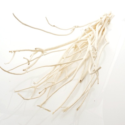Zweige creme weiß Mitsumata L ca. 60 -70 cm VE 14-15 Stück