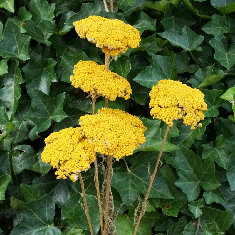 Schafgarbe große Blüte 5 Stück Floristik, Basteln