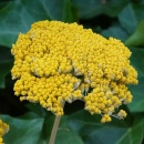 Trockenblumen Achillea, Schafgarbe gelb, 10 Stk