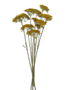 Trockenblumen Achillea, Schafgarbe gelb, 10 Stk