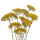 Trockenblumen Achillea, Schafgarbe gelb, 10 Stk