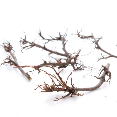 Trockenfloristik Zweige klein, Bonsaizweige, 4 - 5 Zweige, Bastelartikel für die Naturfloristik für Tischdeko und Grabschmuck