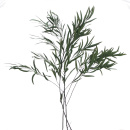 Eukalyptus stabilisiert, ca. 40 g präpariert L 50 cm, haltbar, konservierte Blätter