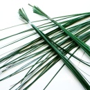 Trockenfloristik Bindegrün präpariert. Bäer Gras, grün 1 Bund ca. 25 - 30 Stiele, ca. 10 g, L 50 bis 70 cm
