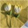 Tulpen aus Papier am Stiel 2 Stück gelb-creme