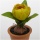 Tulpen mit Zwiebel gelb im Topf H ca. 14 cm