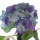 Hortensien Seidenblume, Jade-Hortensie L 56cm, Kunstblume blau-lila