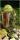 Rebenkugeln - Rattankugel groß, Halbkugel in grün für den Garten