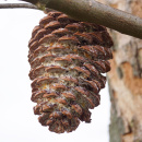 Vögel füttern im Winter DIY Idee mit Zapfen