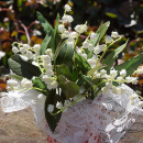 Maiglöckchen 8 Stiele mit Blüten + 3 Blätter L 24 cm
