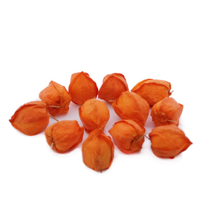 Physalis orange 12 Stück für die Herbstdeko basteln