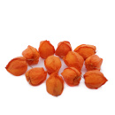 Physalis orange 12 St&uuml;ck f&uuml;r die Herbstdeko basteln