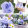 Langzeitrosen | Longlive Rosen, VE 6 Stück, präparierte Rosen-stabilisiert, Farbe hellblau,  D 3,6-4,5 cm