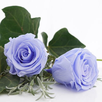 Langzeitrosen VE 1 Stk, große präparierte Rosen-stabilisiert, Farbe hellblau, D ca. 6,5 bis 7 cm