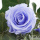Langzeitrosen VE 1 Stk, große präparierte Rosen-stabilisiert, Farbe hellblau, D ca. 6,5 bis 7 cm