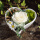 Langzeitrosen VE 1 Stk, große präparierte Rosen-stabilisiert, Farbe creme weiß, D ca. 7 cm