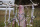 Birkenzweige, Birkenäste 5 St Bündel, L 80 cm, echtes Birkenholz zum Dekorieren
