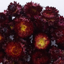 Strohblumenköpfe Trockenblumen Helichrysum natur dunkel/rot VE 30 g, zum Basteln im Landhausstil