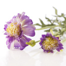 Seidenblume Feldblume k&uuml;nstlich L 53cm, 2 Bl&uuml;ten, blau - violett VE 1 Stiel