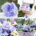 DIY Gugelhupf Frühling mit Frühlingsblumen und Rosen präpariert blau weiß violett