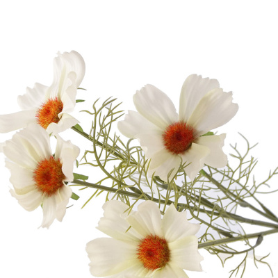 Seidenblume Cosmea, weiß gelb, L 60 cm, 4 Blüten VE 1 Stiel
