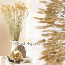 Lagurus Hasenschwanzgras Boho Look ca. 100 Stiele, Trockenblumen natur 1 großer Bund L 80 cm, natürliche Gräser, Vintage Naturdeko