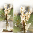 Lagurus Hasenschwanzgras Boho Look ca. 100 Stiele, Trockenblumen natur 1 großer Bund L 80 cm, natürliche Gräser, Vintage Naturdeko