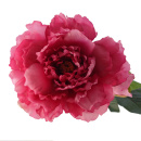Pfingstrosen Seidenblume, Kunstblume L 59cm, pink-rosa, Bl&uuml;te mit Knospe