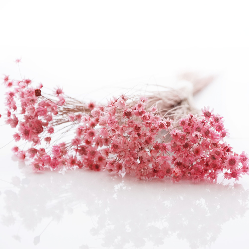 Trockenblumen Glixia kleine Blüte für Hochzeitsantecker