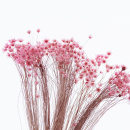 Trockenblumen Glixia / Marcela, kleine Blüten mit Stiel, L ca. 25 cm, rosa