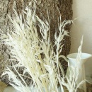 Trockenblumen creme-weiß Wildhafer getrocknete Gräser 1 Bund, L ca. 80 cm