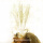 Trockenblumen creme-weiß Wildhafer getrocknete Gräser 1 Bund, L ca. 80 cm