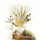 Trockenblumen creme-weiß Broom Bloom getrocknete Blumen 1 Bund, L ca. 40 cm