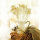 Trockenblumen weiß Broom Bloom getrocknete Blumen 1 Bund, L ca. 40 cm