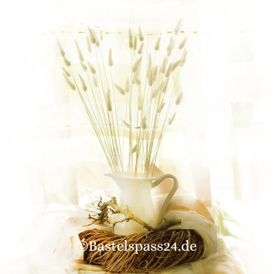 Trockenblumen weiß Lagurus getrocknete Gräser 1 Bund, L ca. 60 cm