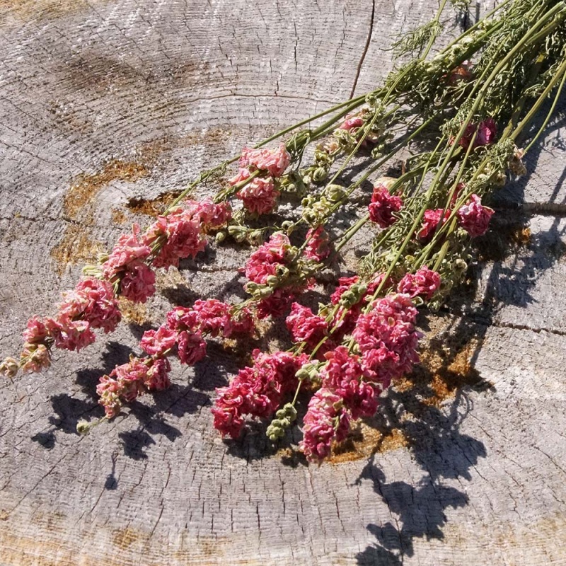 Trockenblumen mit Stiel natur rosa