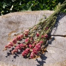 Trockenblumen natur rosa Rittersporn, Blumen getrocknet VE 1 Bund L 60 cm, ca. 6-9 Stiele