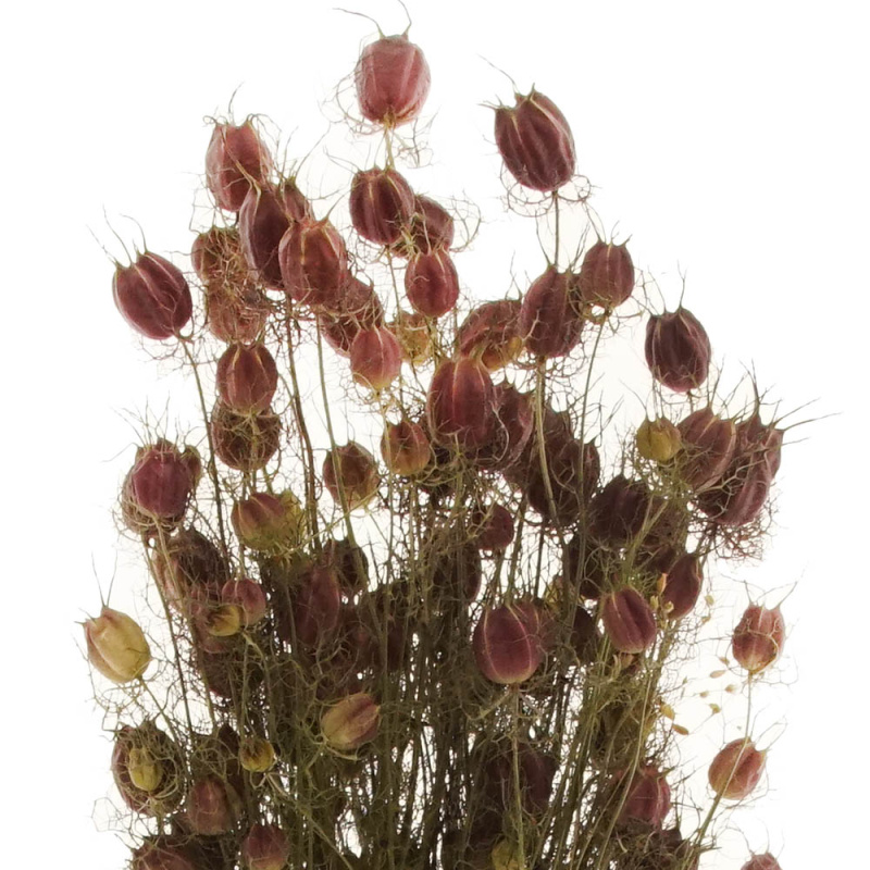 Trockenblumen natur für Kränze