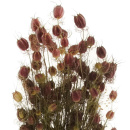 Trockenblumen Nigella natur gr&uuml;n rot, Blumen getrocknet VE 1 Bund L 60 cm, ca. 60 bis 70 Bl&uuml;tenk&ouml;pfe